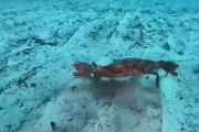 【動画】カニ、ちょっかい出してきた陰にブチギレ