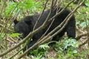 秋田道で車３台がクマと相次ぎ衝突　けが人なし、クマは死ぬ