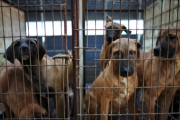 【韓国】「ソウルに犬200万匹放つ！」 犬肉食用取引禁止で抗議の繁殖業者ら
