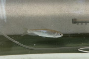 【画像】俺がドブ川で拾った魚がすくすく育ってワロタｗｗｗｗｗｗｗｗｗｗｗｗｗｗ