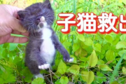 【奇跡】タイピー日記さん、またも偶然捨てられていた子猫を救出ｗｗｗ