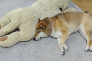 イッヌさん、ぬいぐるみと仲良し
