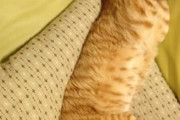 【ねこ画像】ごろごろチャトラ、お布団もみもみ ほか【再】