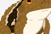 【環境】ヒキガエルのメス不足が深刻　メスが群がるオスによって圧死する事例も　韓国