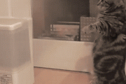 【ねこ画像】加湿器にじゃれる、観戦中 ほか