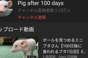 【朗報】『100日後に食われるブタ』、遂にニュースで取り上げられ登録者2万人突破してしまうｗｗｗｗｗｗｗ