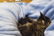 【画像】うちの猫が布団の真ん中で寝てるから寝にくい…(´；ω；`)