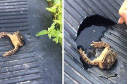 心優しい娘さん、庭の遊具を壊してカエルを救出してあげる