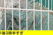 【動画】 横浜市、今度は体長1.3メートルのイグアナが発見される・・ 飼い主は不明