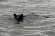 【悲報】熊、ついに海へ進出（※画像あり）