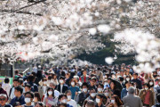 政府「花見やめろ！花見やめろ！花見やめろ！」 → 上野公園、大勢の花見客で賑わう「やっぱり桜見たいッスｗ」