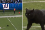 そろそろ出番かな？フットボールの試合に乱入した猫、華麗なタッチダウンを決めて劣勢チームを逆転に導く（アメリカ）