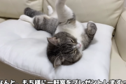 【嫉妬】もちまるの飼い主、ついに猫で稼いだ金で一軒家を買ってしまう