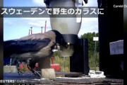 【悲報】カラスさん、ピーナッツをお賃金にヒトカスに酷使される