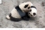 【中国】“パンダ犬” 正体は毛染めした「チャウチャウ」  1匹10万5000円で販売業者に問い合わせ殺到 「動物虐待」との声も
