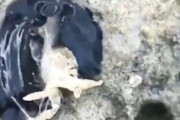 【動画】カニを襲うこのテカテカ生き物はなんぞｗｗｗ