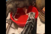 【動画】イッヌ「水あるやんけ！遊んだろ！」ネッコ「！！？」