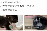 【朗報】中川翔子さん、保護猫をたくさん引き取る。これもう聖人だろ