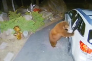 普通にドアを開けて車に乗り込んでしまう野生の熊さんが防犯カメラに記録される。