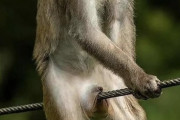 綱渡りに失敗したサル「あああああ！！！！！！」