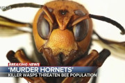 米テレビ「日本の殺人スズメバチがアメリカに上陸しました」(海外の反応)