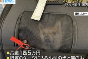 【朗報】航空会社、15日から小型の犬や猫を客室に持ち込めるサービスを国内線全路線に