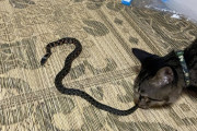 猫が蛇捕まえてきたんやが…