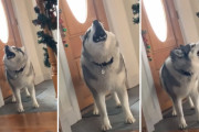 音量注意！玄関ドアが閉まっていることが気に食わず大音量で絶叫するハスキー！