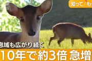千葉“非常事態”　キョン7万頭が爆発的に繁殖　不気味な鳴き声…住民からは悲鳴も