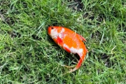 庭の芝生の上に金魚が舞い降りただと！？保護して水にいれたところ息を吹き返す