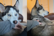 撫でるのを止める飼い主さんにハスキーが見せる反応がニクい！