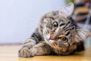 この猫の種類分かる奴おる？