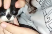 【動画】三つ目の「目」がある子猫が発見される。
