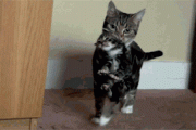 【GIF】 親ねこのこねこ運び【再】