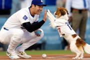 大谷翔平に犬小屋で飼われる夢見たんやが