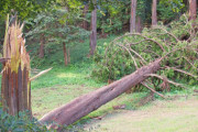 【画像】ワイ、倒木寸前のヤバ過ぎる現場を撮影ｗｗｗｗｗ