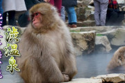 海外「私の夢はいつかこの場所を訪れること…」地獄谷野猿公苑は雪不足の今年も外国人観光客に人気（海外の反応）