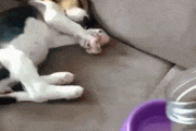 【GIF】犬のご飯に対する執着心がスゴいｗｗｗｗｗｗｗ