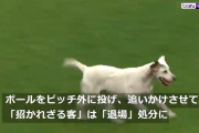 【動画】「フリーキックはまかせろ！」サッカーの試合にイヌ乱入、抱っこで退場ｗｗｗ