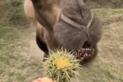 【驚愕】ラクダさん、サボテンを丸ごと1個食べてしまう