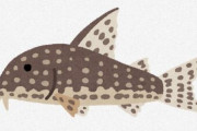 【魚類】ピラニアに噛まれても平気、装甲ナマズ「コリドラス」のウロコが凄すぎる！　防弾服に応用も？