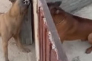 【動画】この犬が完全にお前らでワロタｗｗｗｗｗｗｗｗ