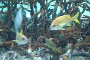 【動画】魚の喧嘩、可愛すぎる