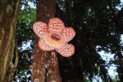 「世界最大の花」ラフレシアの生え方が結構不気味・・・（画像あり）