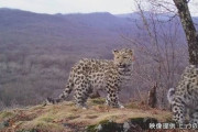 【ロシア】アムールヒョウ保護へ 生息地の森でマラソン大会