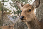 奈良公園の鹿にマダニ「想像の100倍いる！」触るとうつる？ 奈良県と保護団体に聞く