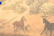 山火事で救出されたオス馬が、母馬と子馬を助けるため、危険が迫る火災現場へ戻っていく（アメリカ）