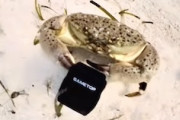 【動画】ダイバーからカメラを奪ったカニさんが記録したもの。