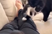 【ネコ】飼い主に子守をお願いしてお昼寝するママ猫が可愛い。