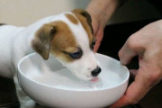 【画像】犬さんお水を飲んでご満悦